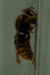 <i>Dolichovespula media</i>