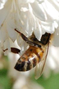 <i>Apis mellifera</i>