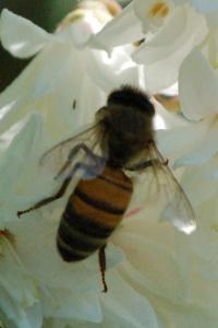 <i>Apis mellifera</i>
