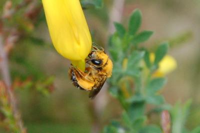 <i>Halictus rubicundus</i>