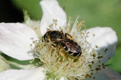 <i>Halictus</i>