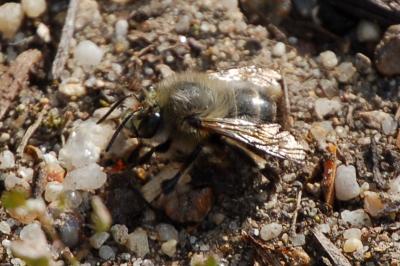 <i>Anthophora plumipes</i>