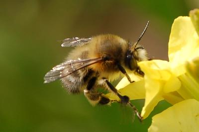 <i>Anthophora plumipes</i>