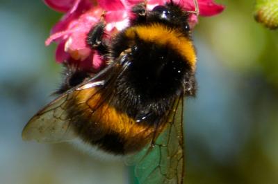 <i>Bombus</i>
