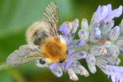 <i>Bombus pascuorum</i>