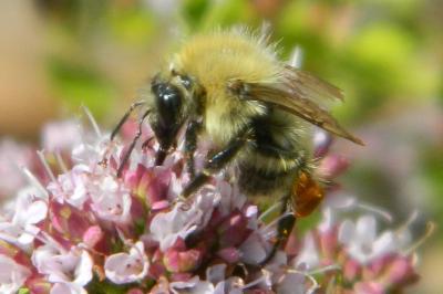 <i>Bombus pascuorum</i>