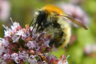 <i>Bombus pascuorum</i>
