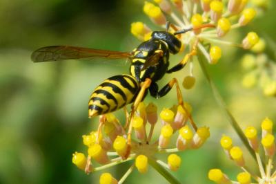 <i>Polistes dominula</i>
