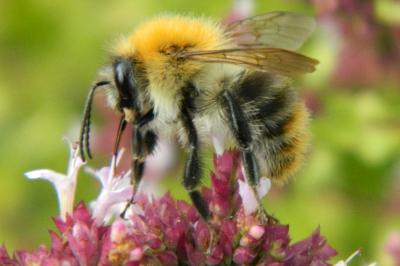 <i>Bombus pascuorum</i>