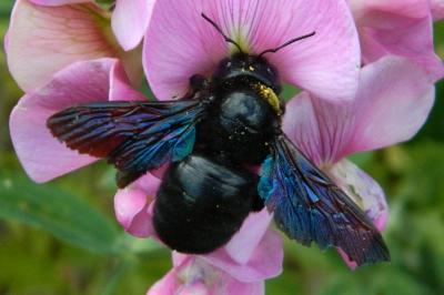 <i>Xylocopa violacea</i>