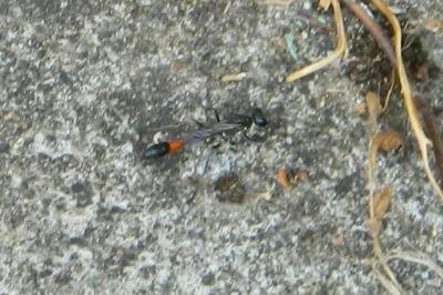 <i>Ammophila sabulosa</i>