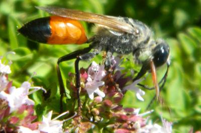 <i>Sphex funerarius</i>