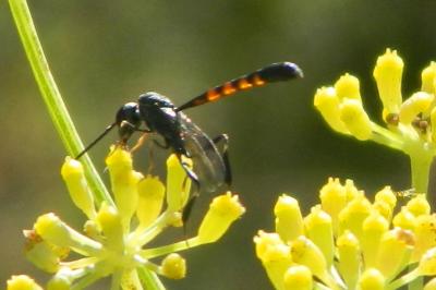 <i>Gasteruption jaculator</i>