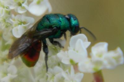 <i>Hedychrum gerstaeckeri</i>