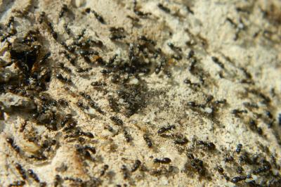 <i>Lasius niger</i>