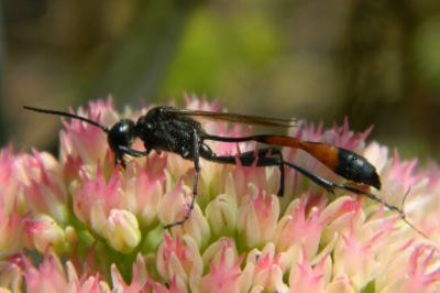<i>Ammophila sabulosa</i>