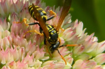 <i>Polistes dominula</i>