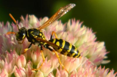 <i>Polistes dominula</i>