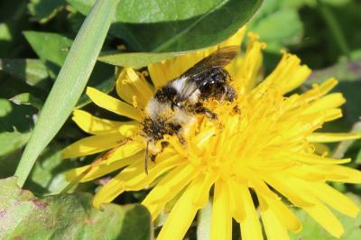 <i>Andrena cineraria</i>