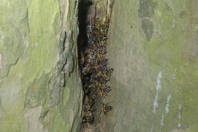 Apis mellifera