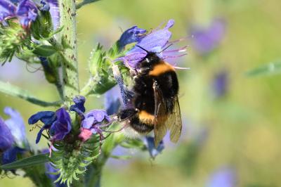 <i>Bombus terrestris</i>