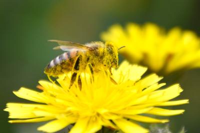 <i>Apis mellifera</i>