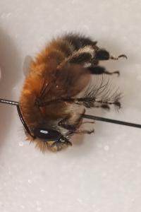 <i>Anthophora plumipes</i>