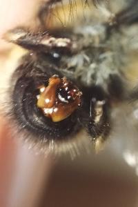 <i>Anthophora plumipes</i>