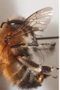 <i>Anthophora plumipes</i>