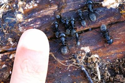 <i>Camponotus vagus</i>