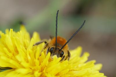 <i>Eucera longicornis</i>