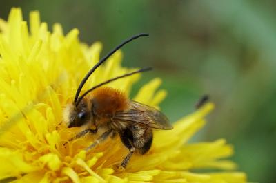 <i>Eucera longicornis</i>