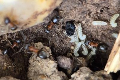 <i>Lasius emarginatus</i>