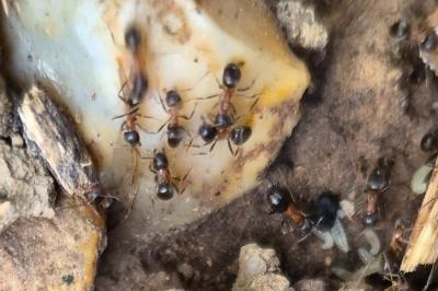 <i>Lasius emarginatus</i>