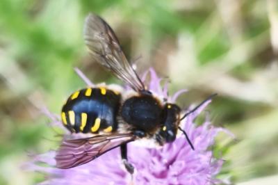 <i>Anthidium septemspinosum</i>