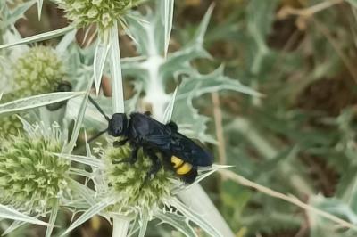 <i>Scolia hirta</i>