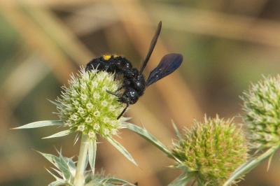 <i>Scolia hirta</i>