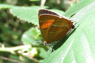 Thecla betulae