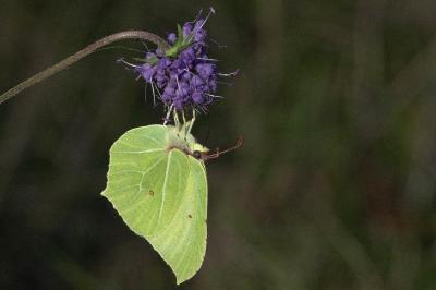 Gonepteryx rhamni