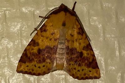 Xanthia togata