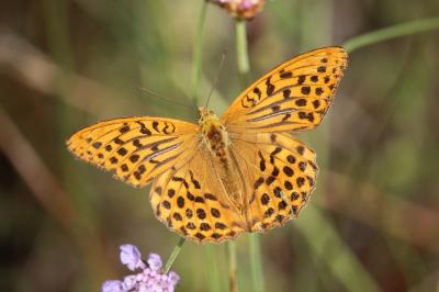 Argynnis paphia