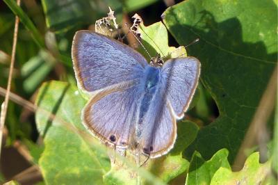 Lampides boeticus