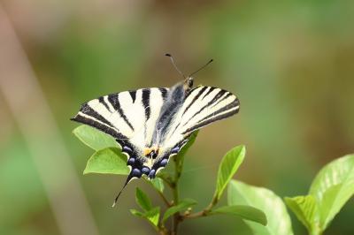 Papilionidae
