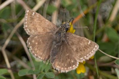 Erynnis tages