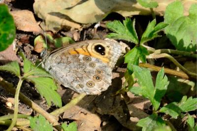 Lasiommata maera