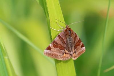 Euclidia glyphica