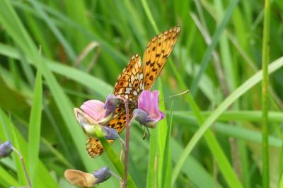 Boloria selene