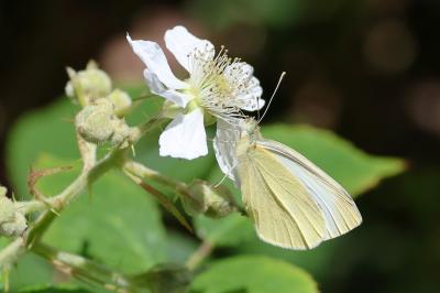 Pieris rapae