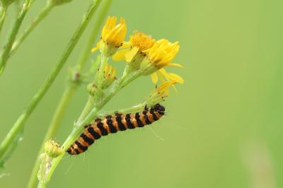 Tyria jacobaeae