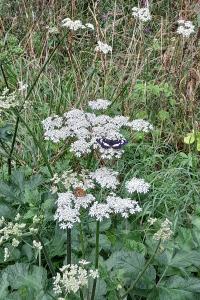 Limenitis reducta